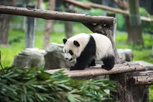  熊猫幼崽图片素材下载动物摄影素材下的陆地动物图片素材