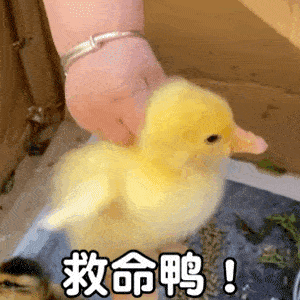  有内鬼,马上收表情包