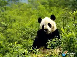  动物桌面壁纸整理33p