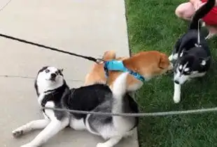  哈士奇跟柴犬怼上了,看着这两货的表情能笑一整天