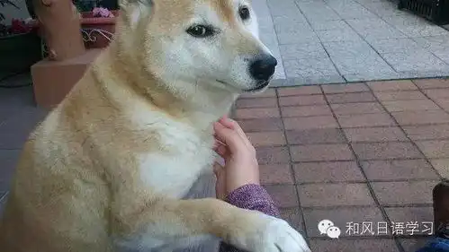  狗和蛋糕对比表情包今日头条