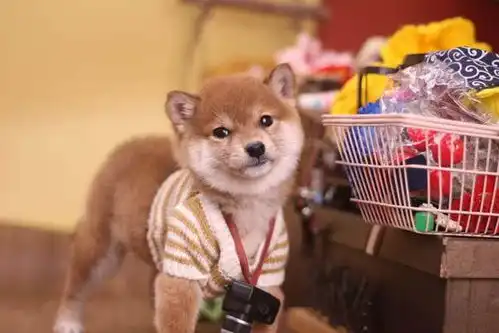  表情包doge是柴犬还是秋田这种狗狗多少钱