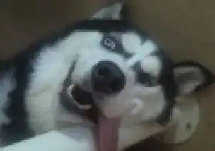  up主的好基友玩水果忍者