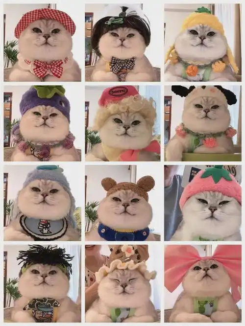  邪恶银渐层为何突然成为表情包顶流