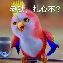 一把抱住表情包鸟的世界