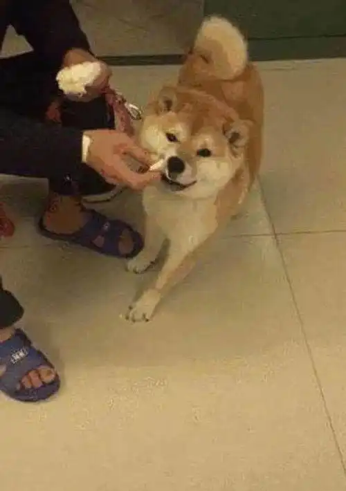  老爷爷拿馒头喂柴犬,柴犬看了一脸的嫌弃,滑稽表情笑翻网友