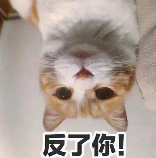  奶奶猫咪和你,家里只能存在一个