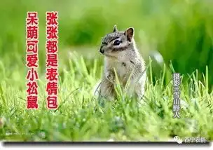 早安可爱表情包松鼠