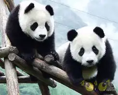  没有买卖没有杀害牛a傲剑保护野生动物