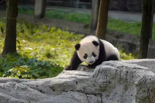  熊猫幼崽图片素材下载动物摄影素材下的陆地动物图片素材
