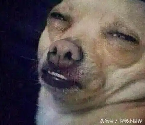 打狗狗表情包鬼压床