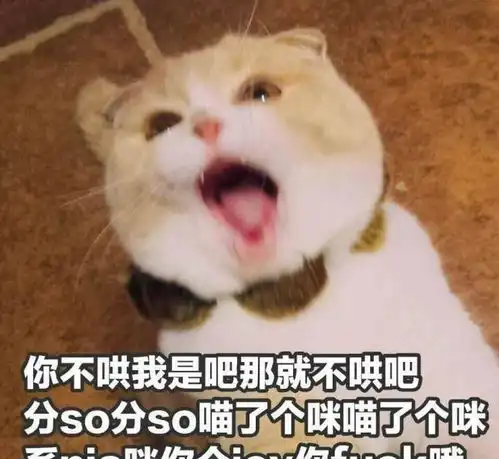  15张超级可爱猫咪表情包,生活很苦,可猫咪很甜呀