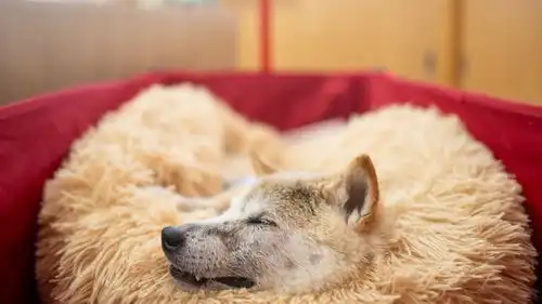  网红柴犬kabosu告别世界,享年18岁,马斯克等网友纷纷悼念
