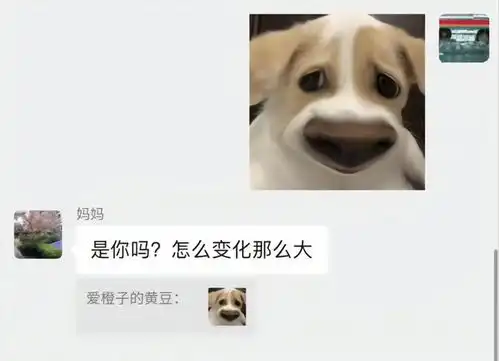  不能随便给父母发的表情包,父母真的会把表情包当真的