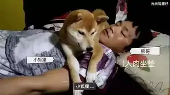  全都被表情包里的柴犬给萌骗了真实的神烦狗是这样的