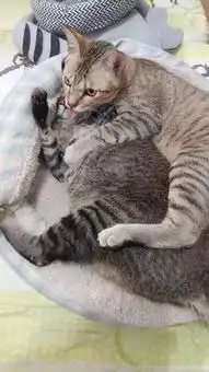  这只不愿被同伴舔毛的猫,面对强权,直接发狂了