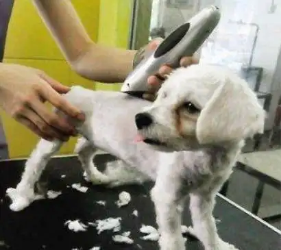  比熊犬恐惧的6样东西,尤其是第四个,能发抖