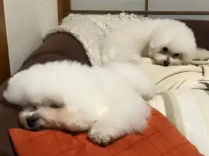 抱在一起的表情包比熊犬