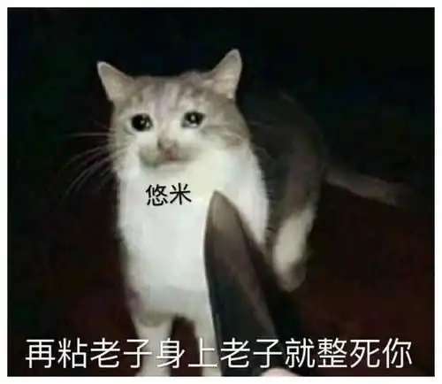 汉服同袍表情包猫咪