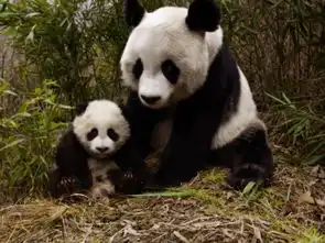  高清晰国宝动物熊猫壁纸