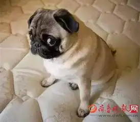  宝宝心里苦,狗狗挨骂时的反应是这样的