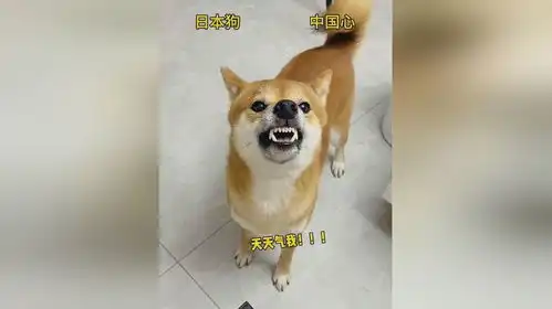  大佐音对爱国小狗说话狗狗表情亮了