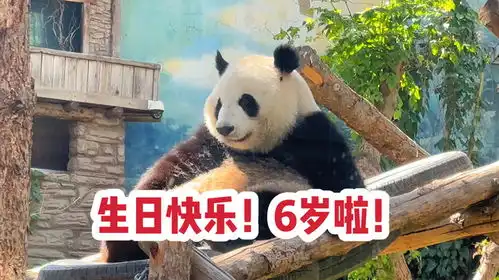  今天是国宝大熊猫萌宝和萌玉的生日,俩小可爱6岁啦,生日快乐