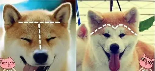  柴犬和秋田犬的区别,看完之后,瞬间思路很清晰,真的很简单表情