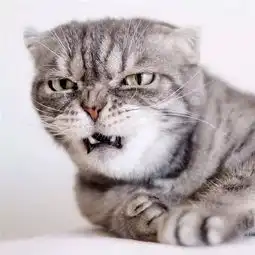  社会你猫哥,人狠话不多