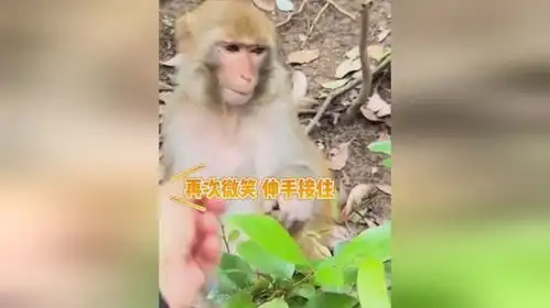  男子不断摘叶子喂猴猴子表情管理逐渐失败网友它挺有耐心的