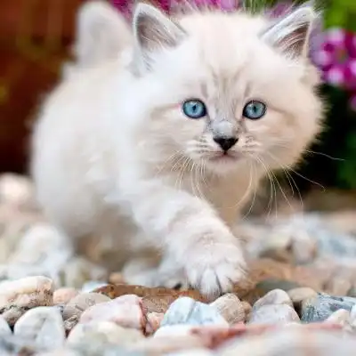 小白猫小灰猫表情包