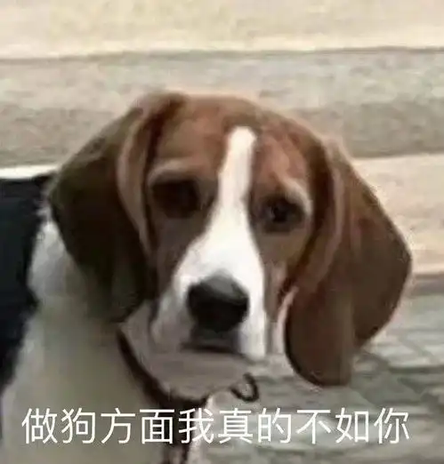  给楼私们写了一首歌
