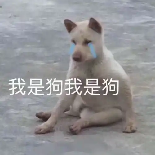  土狗做错了什么,要被禁养虐打人犯错,狗背锅