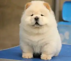  专业繁殖纯种松狮犬售后签协议质保终身纯正血统