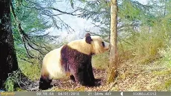  甘肃白水江保护区拍摄到大熊猫等珍稀动物40余种