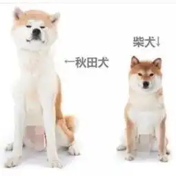  一只狗,拯救了一个城市的旅游业
