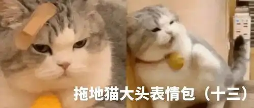  网红猫咪土豆表情包第三十三弹