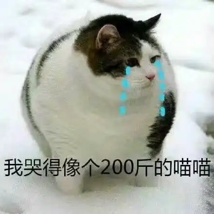 猴子表情包海边走路猫咪