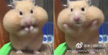  仓鼠托腮表情包无水印版