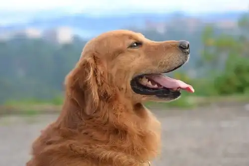 邓亚萍身高表情包金毛犬