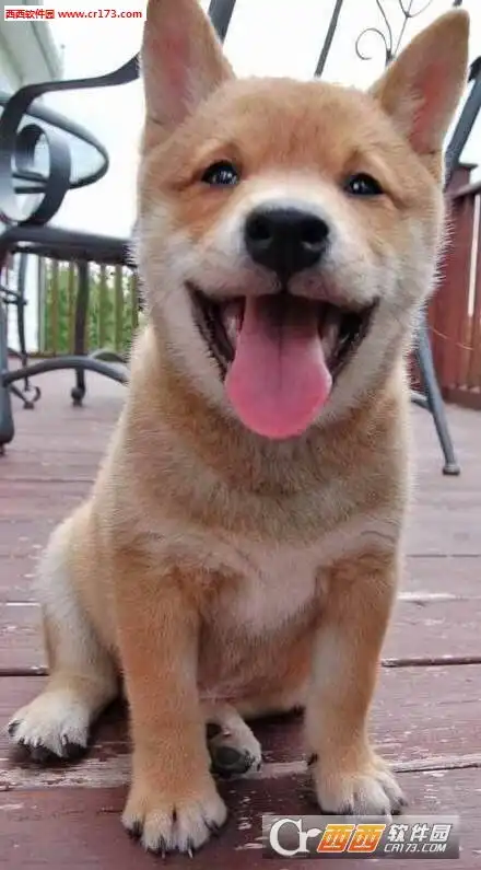 柴犬挨打表情包干饭