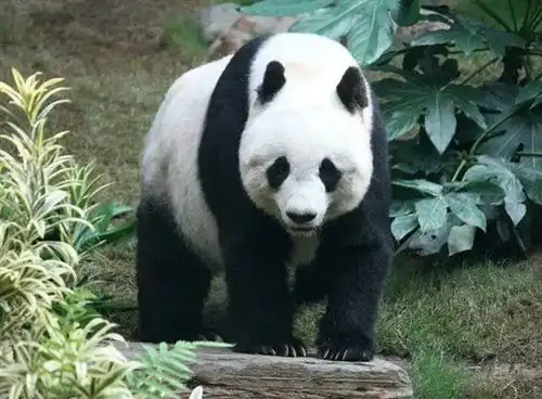  为了吓跑敌人这种愤怒的小鸟进化出第二双眼睛