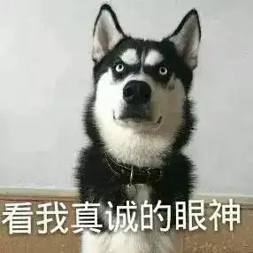  家里养了一只特别蠢的宠物,天天笑到无法自拔