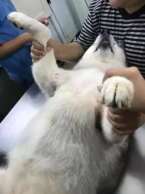  泰国这只哈士猪多次减肥失败后,对狗生已经绝望了