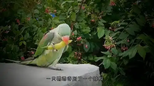  金毛找到一个辣椒,抱着就开始啃,被辣到后表情太搞笑了