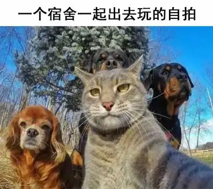  几张表情包演绎女生宿舍日常,太激烈太骚了